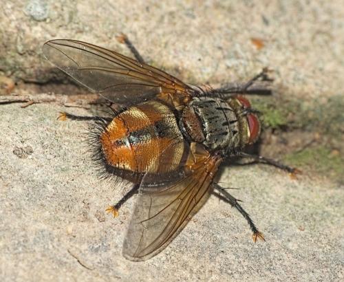 Nemoraea pellucida